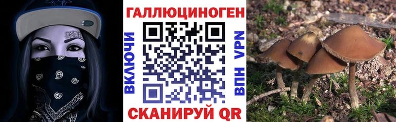 где продают наркотики  Нолинск  kraken онион  Псилоцибиновые грибы Psilocybine cubensis 